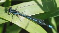 Coenagrion pulchellum classic male-190321